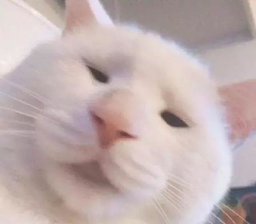 如果猫在你面前闭上眼睛,这意味着