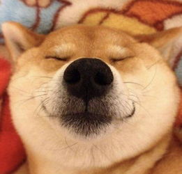 二哈柴犬卡通头像可爱狗狗壁纸