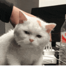 每周猫咪沙雕表情包速存