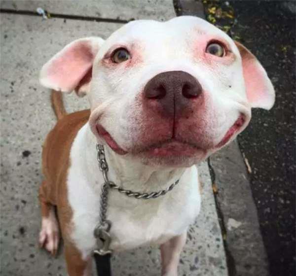 比特犬一笑就是整整12年,原来它会这么开心全是因为主人这样做