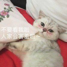 猫咪表情包,已完结堆糖,美好生活研究所超可爱猫咪表情包