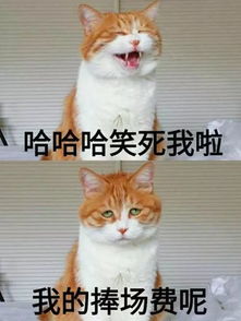 表情包丨我还是你爱的小秃头吗