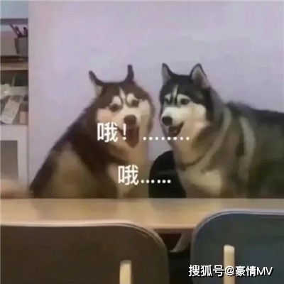 很有意思的表情包聊天有趣的斗图表情图片