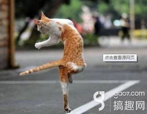 给我一个镜头get一套表情包