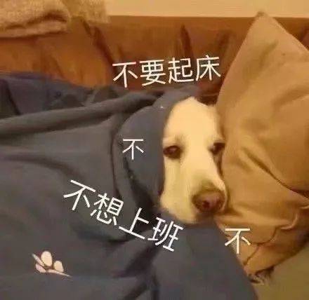 第48期汪表情扔个垃圾,楼下大爷非要我给他发狗表情
