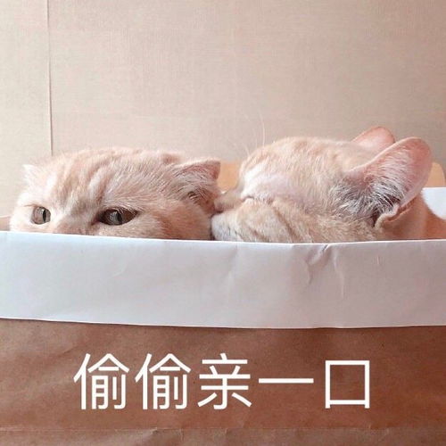 搞笑可爱表情包借我点钱