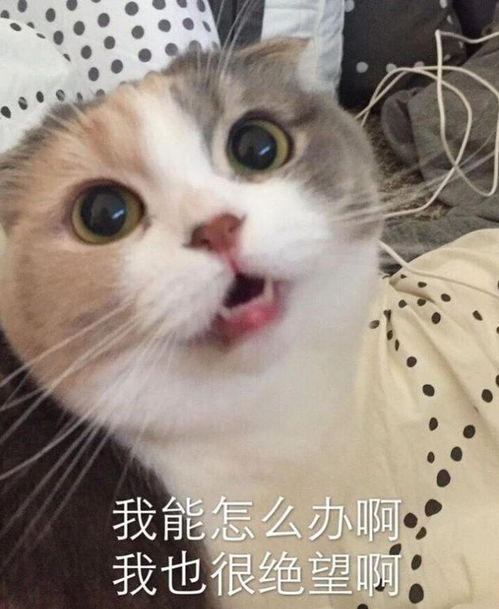 搞笑的表情图片动物们