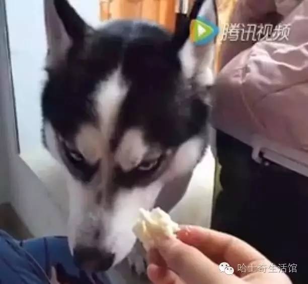 喂哈士奇吃面包,它一脸嫌弃的表情,是有多难吃