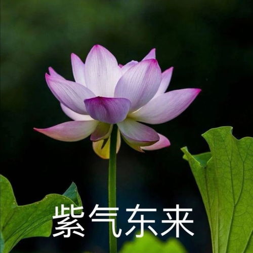 有哪些适合中年人用的头像