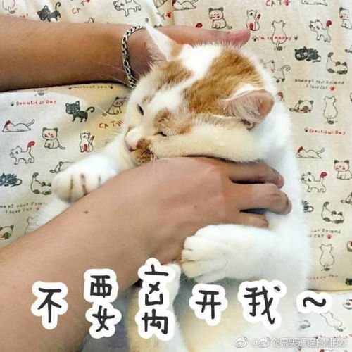 难过萌翻全世界的网红狗俊介去世,楼楼也走了,上帝把我们的表情包都带走了...