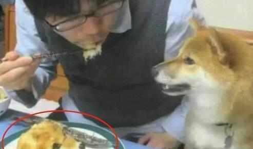主人为恶搞柴犬,特意买个狗头蛋糕来吃,柴犬表情瞬间亮了