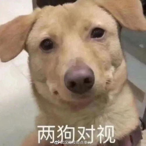 大学生万能请假理由,辅导员听了都落泪