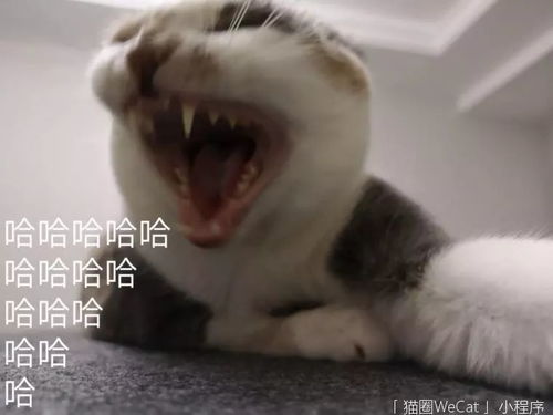 你用你家猫做过什么沙雕表情包猫圈话题