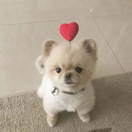 狗狗壁纸丨今天送上超级萌的一波头像