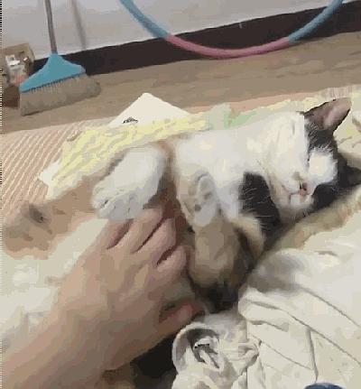 如果我的猫看得见,我最希望她能看见我的样子