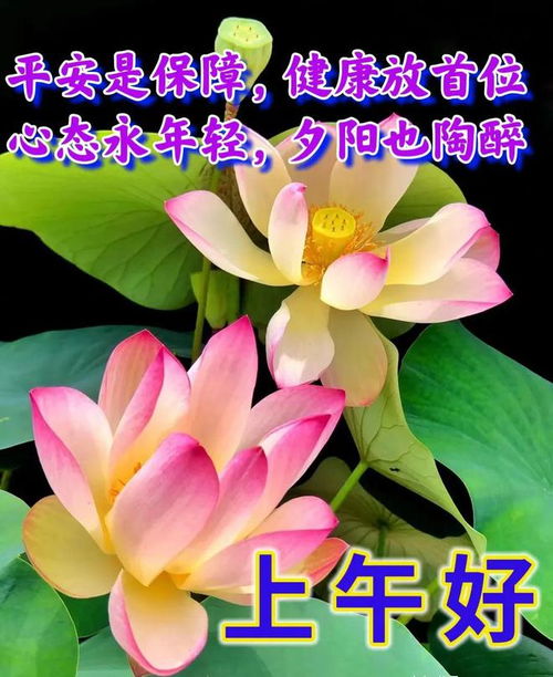 晚上好图片大全,晚上问候,晚上好祝福,晚上好表情包图片,夜夜好梦