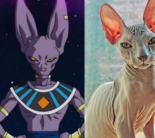 盘点那些经典动漫里的猫咪它们的品种你都猜对了没