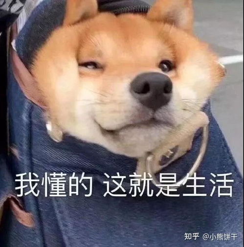 可怜中透着一丝丝搞笑的舔狗语录