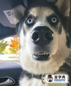 卧槽忘关门了搞笑图片