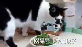搞笑gif39幸福来得太突然,狗子受到了甜蜜暴击