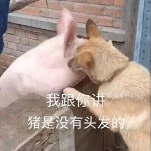 微信斗图可爱小女孩捂脸表情包