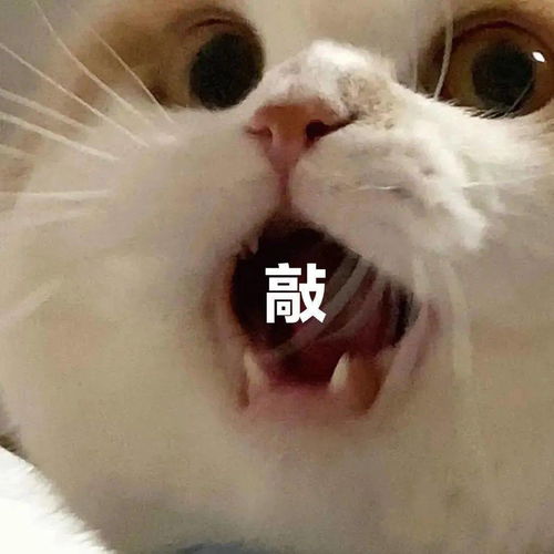 近期热图表情精选