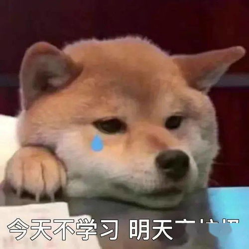 第46期汪表情我上辈子是造了什么孽,遇上你这个沙雕
