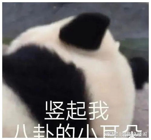 聊天必备表情包335可爱搞怪沙雕表情包