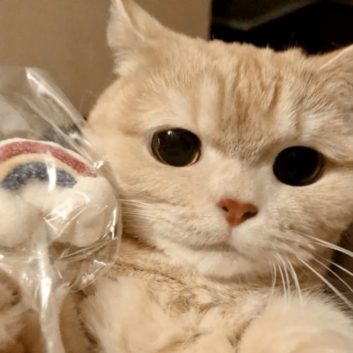 历史回顾网红猫咪橘猫沙梨情侣头像