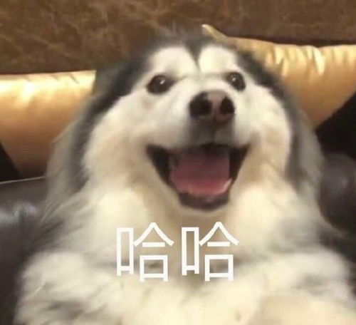 适合官宣的搞笑文案