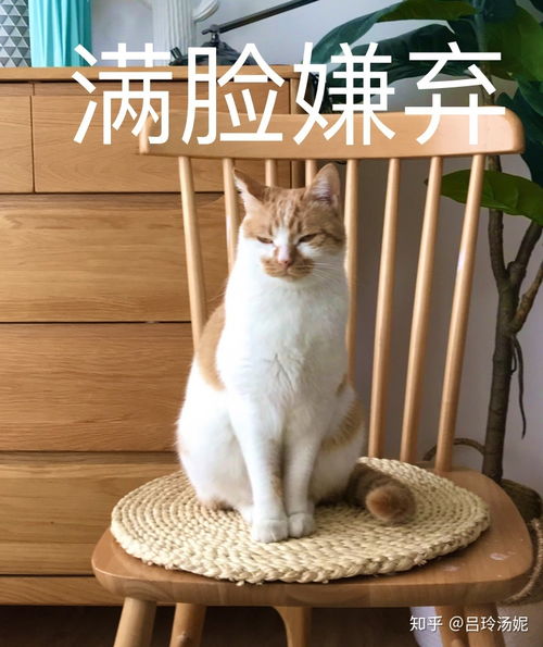 有没有沙雕橘猫的头像或表情包
