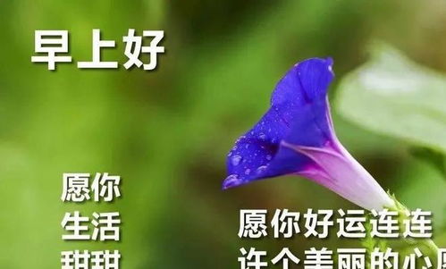 微信表情图片搞笑早上好