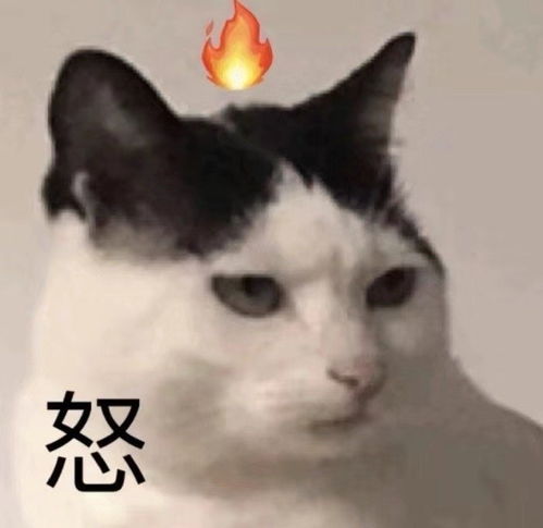 沙雕表情包新的一天就从开心开始吧