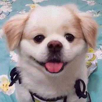 人才们进来,诚邀大家一起吸多图预警