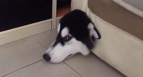 香蕉冬枣猫