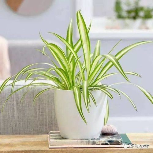 微信头像植物简约干净