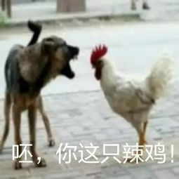 鸡年到了,这全套鸡年表情包,您要收到起