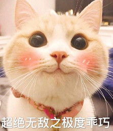 网红猫表情包aaron