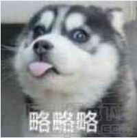 狗一边吐舌头一边点头搞笑表情狗一边吐舌头一边点头表情包1.0免费版