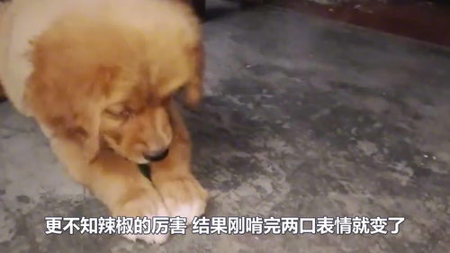 金毛找到一个辣椒,抱着就开始啃,被辣到后表情太搞笑了