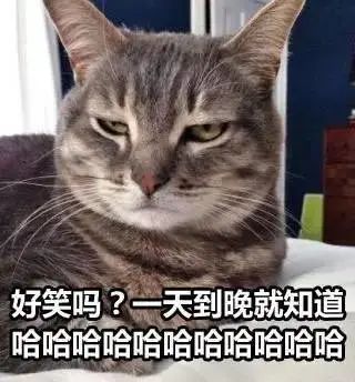好笑吗一天到晚哈哈哈哈哈丨第207期猫咪表情包