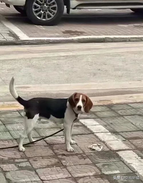 搞笑狗子表情包饭碗