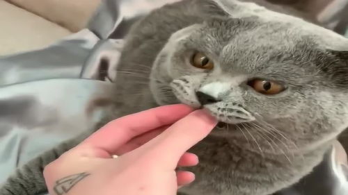 当咬人猫咪看到鸡时,竟怕成这样,这小表情真是太搞笑了