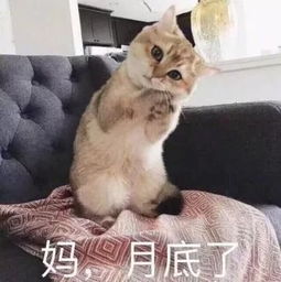 要饭保命系列表情包,双十一花式哭穷就指着它了