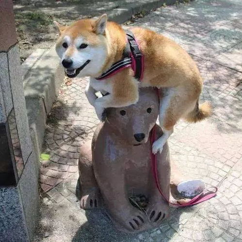 柴犬犯起二来,比二哈都奇葩柴犬请叫我二柴