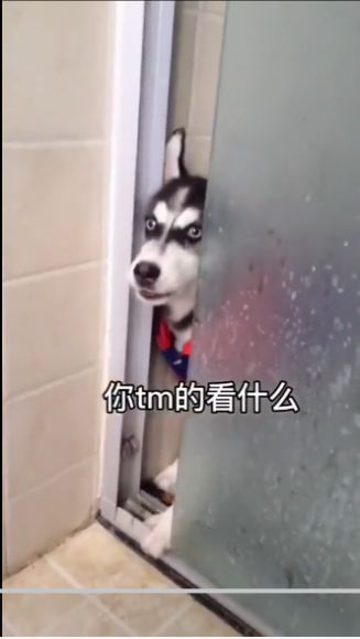 2020最火表情包排行榜抖音最火的表情包图片大全嗨客手机站