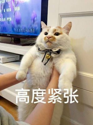 2020上海高考志愿如何填报