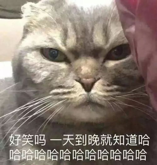 为什么很多人聊天都喜欢用猫咪表情包附最全猫咪表情包