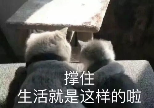 100张无水印表情包大放送第二弹