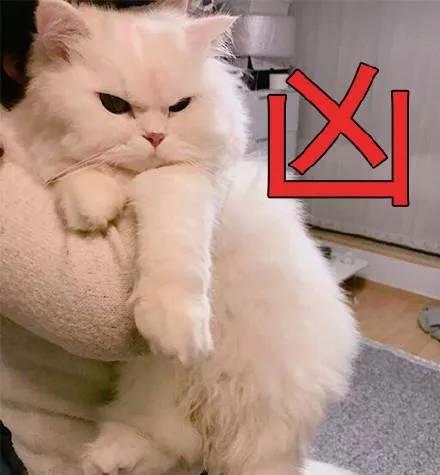 猫咪最爱的几个地方,你家猫咪喜欢待在哪里呢